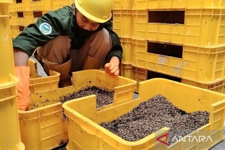 Taman Safari Bogor hasilkan maggot 500 kg per hari dari sampah makanan