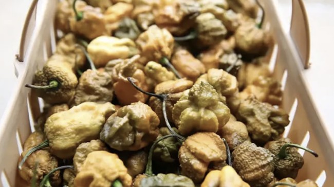 Pepper X, Cabai Paling Pedas dalam Dunia Kalahkan Carolina Reaper