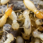 Anti Rayap Bandung: Solusi Efektif Melindungi Hunian dari Kerusakan