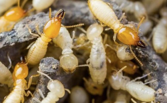 Anti Rayap Bandung: Solusi Efektif Melindungi Hunian dari Kerusakan